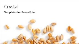  Presentation with wheat - Cool new presentation theme with wheat grain backdrop and a white colored foreground