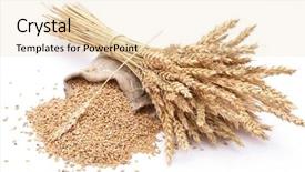  Presentation with grains - Cool new presentation with wheat grains and ears backdrop and a lemonade colored foreground
