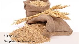 Presentation with ears - Colorful slides enhanced with wheat grains and ears backdrop and a coral colored foreground