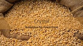  Presentation with cereal grains - Presentation theme with wheat-grains-in-sack-close background and a gold colored foreground