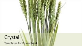 Presentation with grains - Colorful presentation design enhanced with wheat grains isolated on white background backdrop and a soft green colored foreground