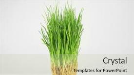  Presentation with wheat - Slides having wheat grass on white background background and a mint green colored foreground