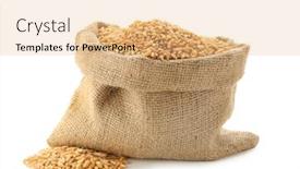  Presentation with seeds - PPT theme with wheat grass seeds in sackcloth bag on white background background and a coral colored foreground