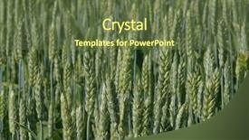  Presentation with wheat growing - Beautiful presentation theme featuring wheat growing in field slavonia backdrop and a tawny brown colored foreground