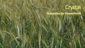  Presentation with wheat growing - PPT theme with wheat growing in field slavonia background and a tawny brown colored foreground