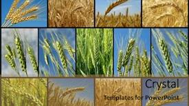  Presentation with wheat growing - PPT layouts having wheat growing in the field collection background and a gold colored foreground
