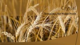  Presentation with wheat growing - Slide set consisting of wheat-growing-on-an-agricultural background and a gold colored foreground