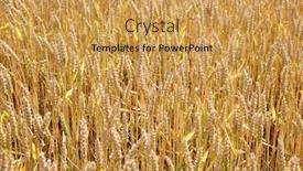  Presentation with wheat growing - Cool new slides with wheat-growing-on-an-agricultural backdrop and a yellow colored foreground