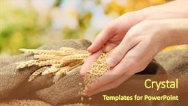  Presentation with wheat - PPT theme having wheat seed - man hands with grain background and a red colored foreground