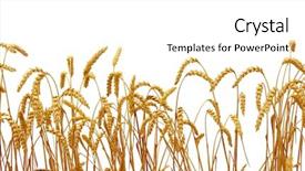  Presentation with wheat - Cool new slide deck with wheat isolated on a white backdrop and a white colored foreground