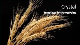  Presentation with black chalkboard vintage blackboard isolated - Beautiful presentation theme featuring wheat isolated on black background backdrop and a black colored foreground