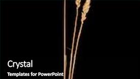  Presentation with black chalkboard vintage blackboard isolated - Theme with wheat isolated on black background and a black colored foreground