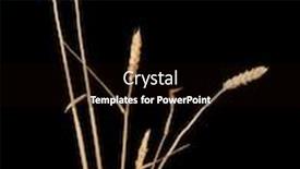  Presentation with wheat - Beautiful slide set featuring wheat-isolated-on-black backdrop and a black colored foreground