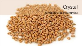  Presentation with wheat - Presentation theme consisting of wheat isolated on white background background and a  colored foreground