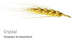  Presentation with wheat bran - Theme consisting of wheat isolated on white background and a white colored foreground