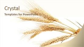  Presentation with wheat - Presentation enhanced with wheat isolated on white background and a cream colored foreground