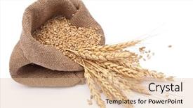  Presentation with grain corn - Amazing theme having wheat of a grain backdrop and a lemonade colored foreground