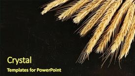  Presentation with wheat - Amazing presentation theme having wheat on black wooden background backdrop and a  colored foreground