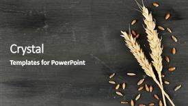  Presentation with dark blue gray - Colorful PPT theme enhanced with wheat on dark wooden background backdrop and a dark gray colored foreground