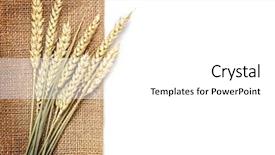 Presentation with wheat - Audience pleasing presentation design consisting of harvest concept collage - wheat on the white background backdrop and a white colored foreground