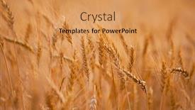  Presentation with agricultural - Beautiful presentation theme featuring wheat plants on an agricultural field backdrop and a yellow colored foreground