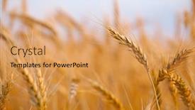  Presentation with agricultural - Audience pleasing slide deck consisting of wheat-plants-on-an-agricultural backdrop and a coral colored foreground