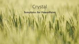  Presentation with agricultural - Presentation design with wheat-plants-on-an-agricultural background and a blonde colored foreground