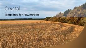  Presentation with agricultural - Slide set featuring wheat-plants-on-an-agricultural background and a light blue colored foreground