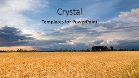  Presentation with wheat growing - Presentation theme having wheat ready for harvest growing background and a light blue colored foreground