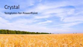  Presentation with wheat growing - Presentation theme featuring wheat ready for harvest growing background and a light blue colored foreground