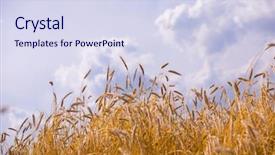  Presentation with wheat growing - Presentation with wheat ready for harvest growing background and a  colored foreground
