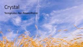  Presentation with wheat growing - Presentation theme having wheat ready for harvest growing background and a  colored foreground