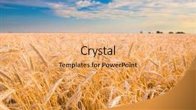  Presentation with wheat growing - Presentation theme featuring wheat ready for harvest growing background and a coral colored foreground