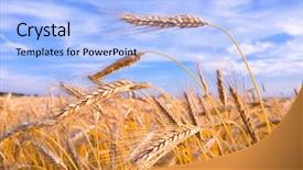  Presentation with wheat growing - Amazing presentation theme having wheat ready for harvest growing backdrop and a light blue colored foreground