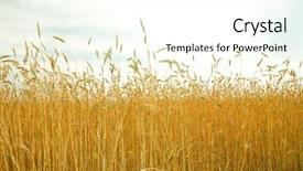  Presentation with wheat growing - Audience pleasing PPT layouts consisting of beautiful colorful autumn picturesque park in sunny day with country rural road scenic fresh diminishing deciduous forest grove at dawn perspective vanishing alley foggy weather in late september backdrop and a gold colored foreground