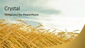  Presentation with wheat growing - Slides consisting of wheat ready for harvest growing background and a light gray colored foreground