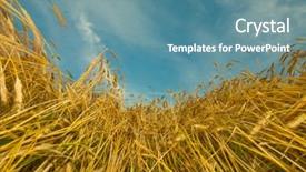  Presentation with wheat growing - Audience pleasing slide set consisting of wheat ready for harvest growing backdrop and a teal colored foreground