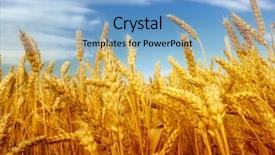  Presentation with cereal - Theme having wheat rye - cereal plant background and a light blue colored foreground