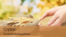  Presentation with seed - Amazing PPT theme having wheat seed - man hands with grain backdrop and a gold colored foreground