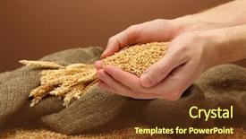  Presentation with seed - Cool new presentation design with wheat seed - man hands with grain backdrop and a tawny brown colored foreground
