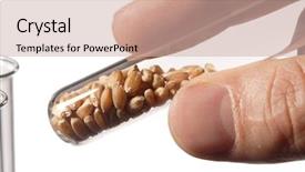  Presentation with soybean seed soy field seeding - PPT theme consisting of wheat seed in test tube background and a soft green colored foreground