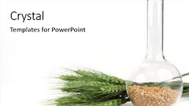  Presentation with research - PPT theme consisting of wheat seeds and plant background and a white colored foreground