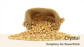  Presentation with seeds - Slides having wheat seeds in jute sack background and a  colored foreground