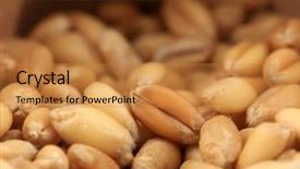  Presentation with seed - Colorful slide set enhanced with wheat seeds backdrop and a gold colored foreground