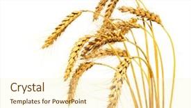  Presentation with wheat - Colorful PPT layouts enhanced with wheat stems isolated over white backdrop and a cream colored foreground