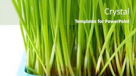  Presentation with close up of bartender - Slide set enhanced with wheatgrass close up background and a tawny brown colored foreground