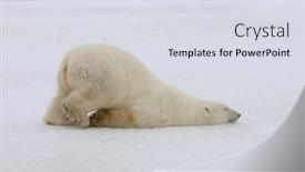  Presentation with tired - Audience pleasing PPT theme consisting of when-the-polar-bear backdrop and a sky blue colored foreground