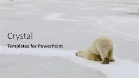  Presentation with polar bear - Slides featuring when-the-polar-bear background and a light gray colored foreground