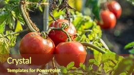  Presentation with tomato plant - Colorful slide set enhanced with which covered with cracks cause backdrop and a tawny brown colored foreground