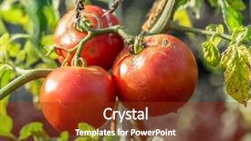  Presentation with tomato plant - Slide deck enhanced with which covered with cracks cause background and a tawny brown colored foreground